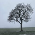 Un arbre au milieu des champs à Muespach